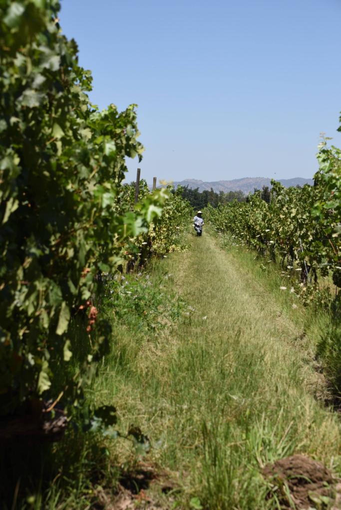 Field worker Neyen de Apalta Winery Colchagua Valley