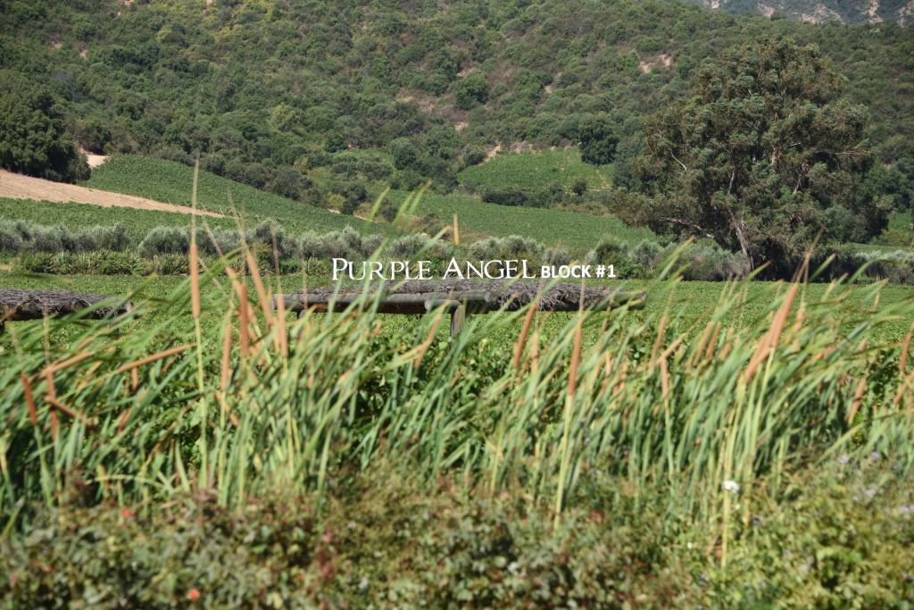 Purple Angel vineyard