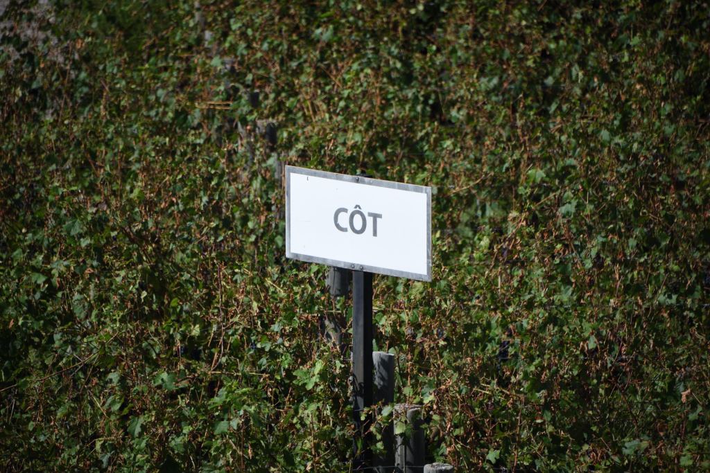 Piedras Negras Argentina Cot Vineyard