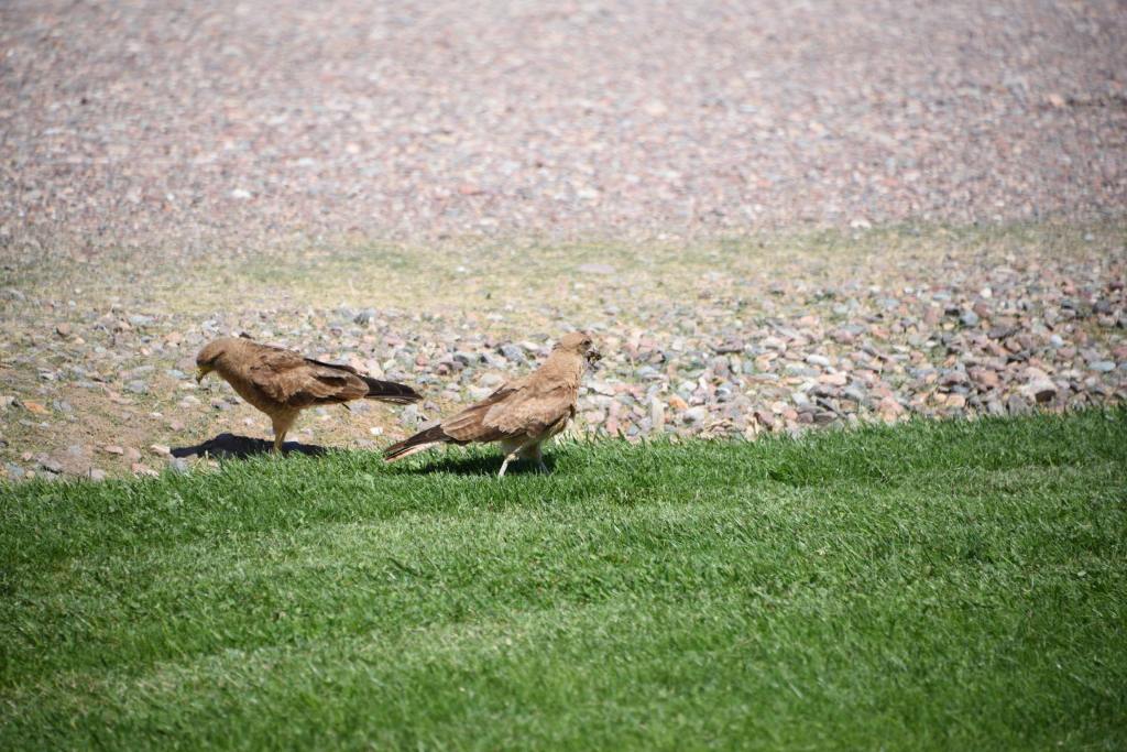 birds at Finca Decero Uco Valley Argentina