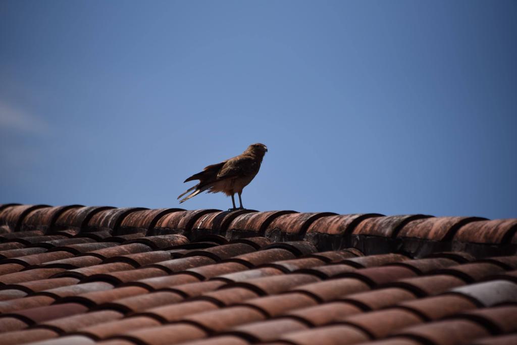 Bird at Finca Decero Uco Valley Argentina