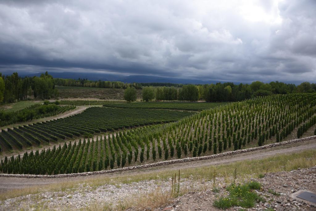 Per Se Winery Gualtallary Argentina