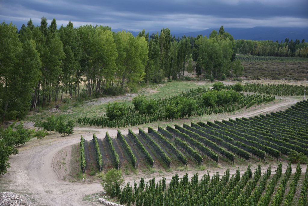 🇦🇷 Day 4 in Mendoza: Saving the Very Best for Last 🍷