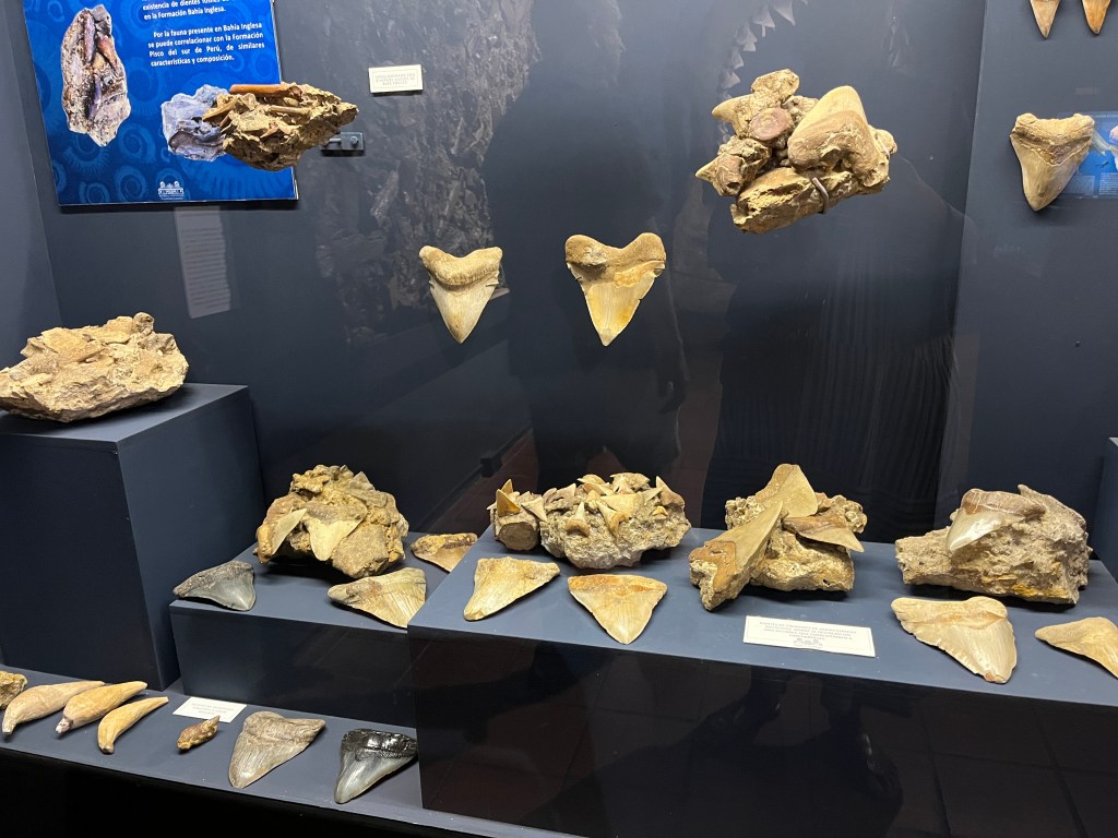 Megladons in Museo Colchagua