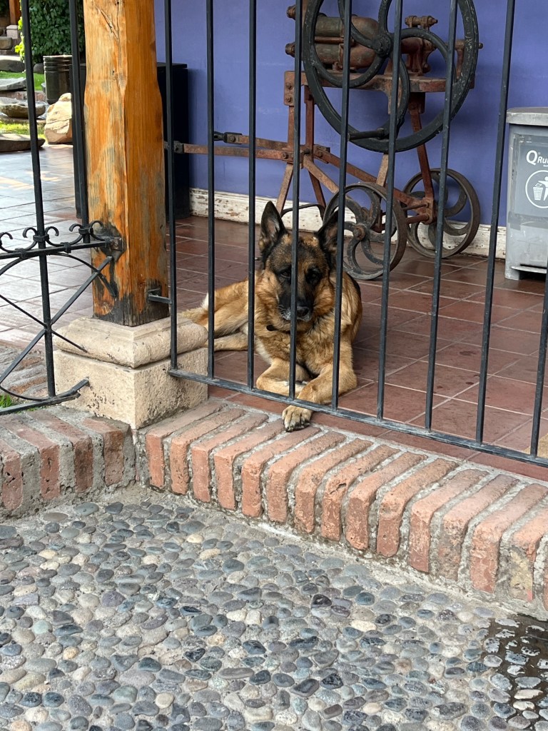 German Shepherd dog at Museo Colchagua in Santa Cruz Chile