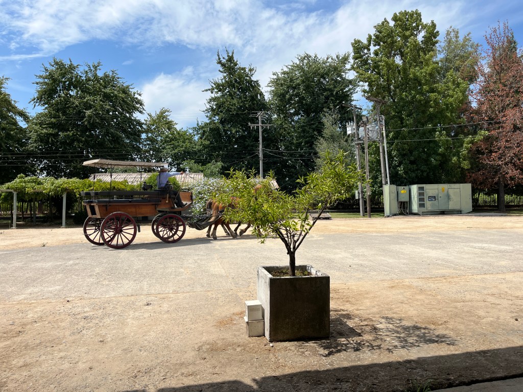 Horse and buggy used for winery tours at Viu Manent in Colchagua Valley Chile