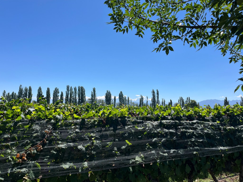 🇦🇷 Llegamos a Mendoza! Join us for our First Day in Mendoza: Staying at Susana Balbo Winemaker’s House & Visiting the Winery 🍇