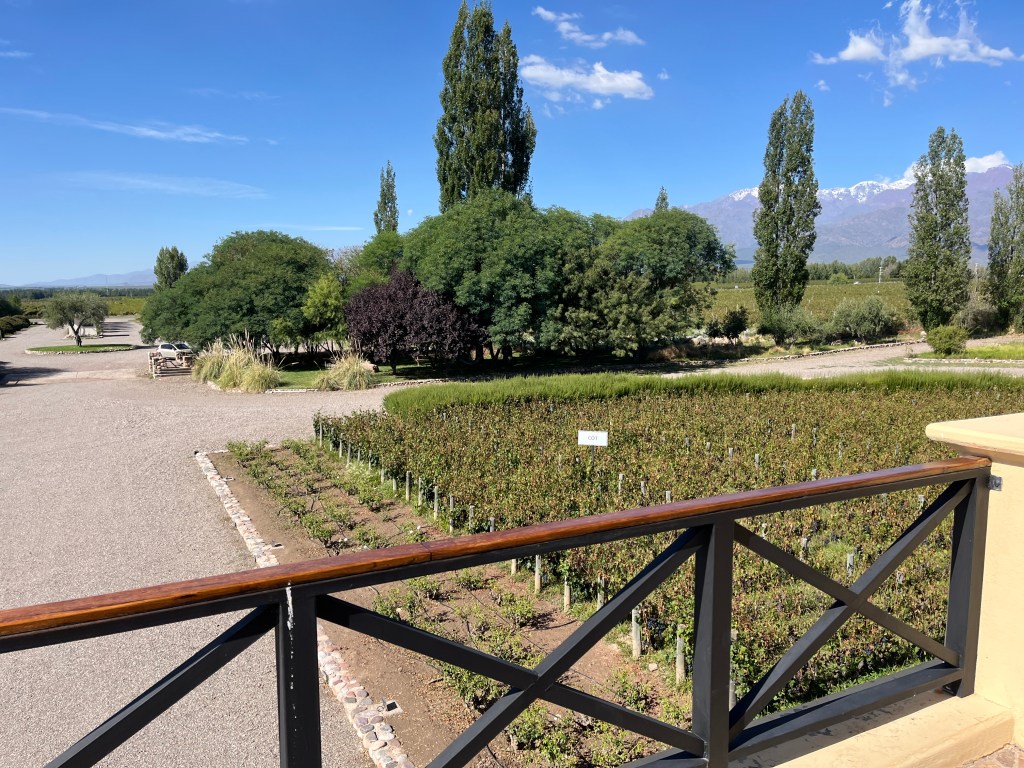 Piedras Negras Argentina Cot Vineyard