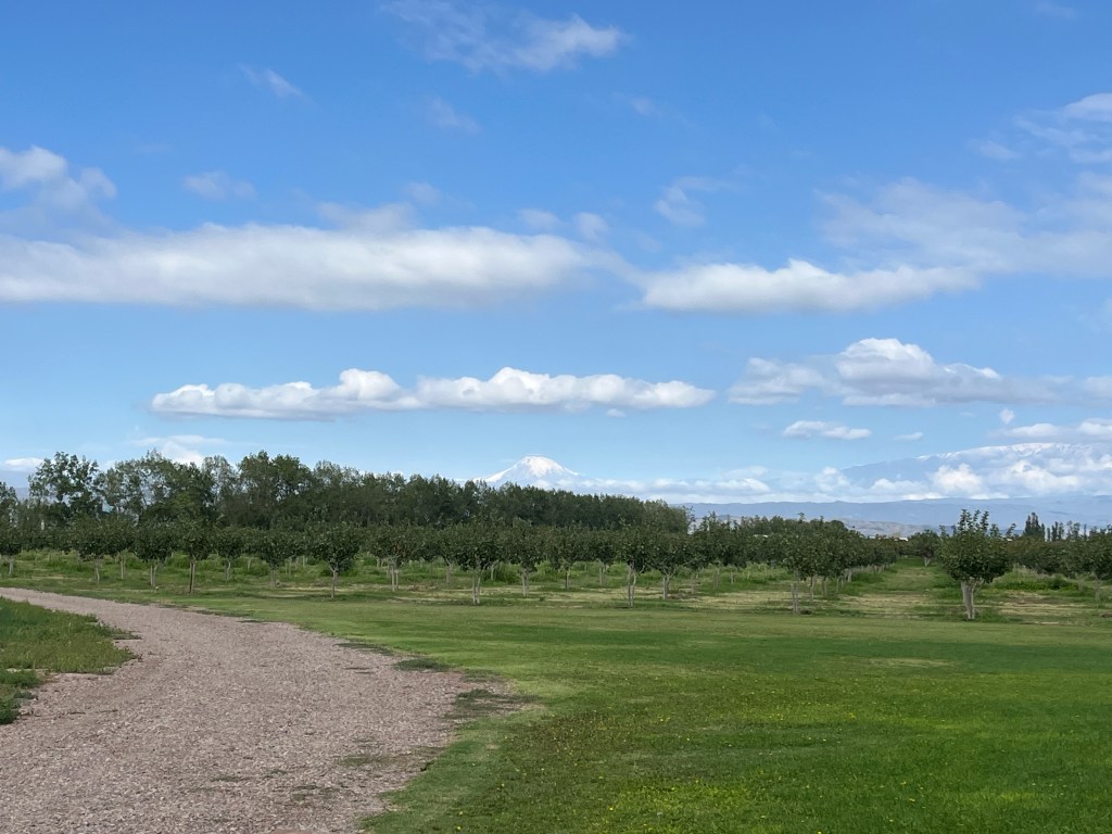 Pistachio trees at Caelum Winery Uco Valley Argentina