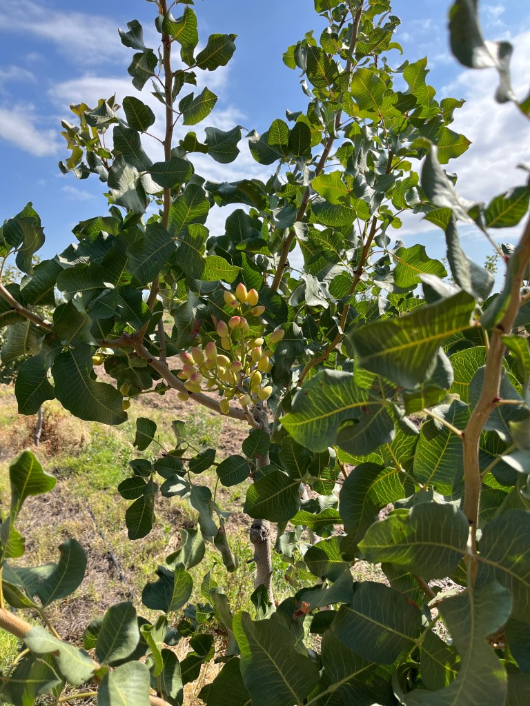 Pistachio trees at Caelum Winery Uco Valley Argentina