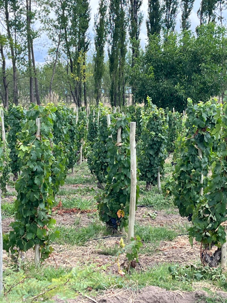 Per Se Winery Gualtallary Argentina