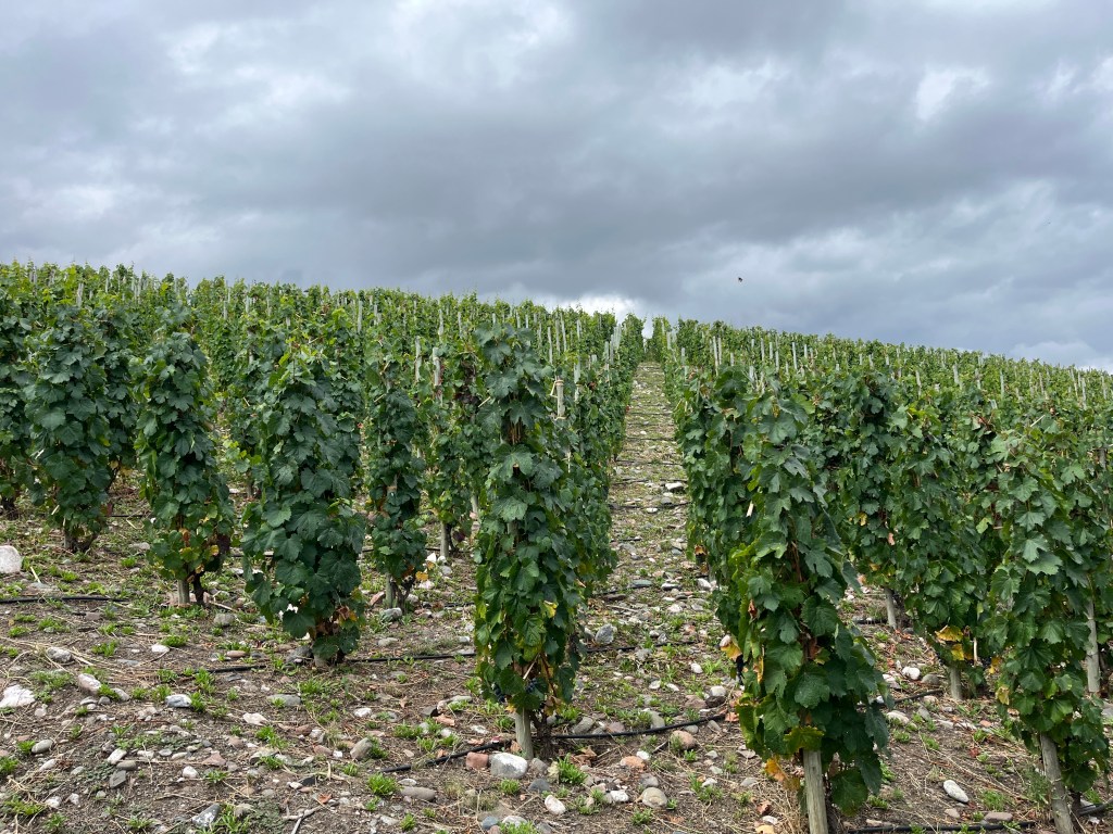 Per Se Winery Gualtallary Argentina