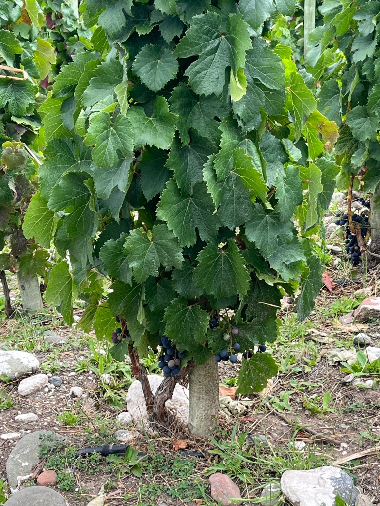 Per Se Winery Gualtallary Argentina