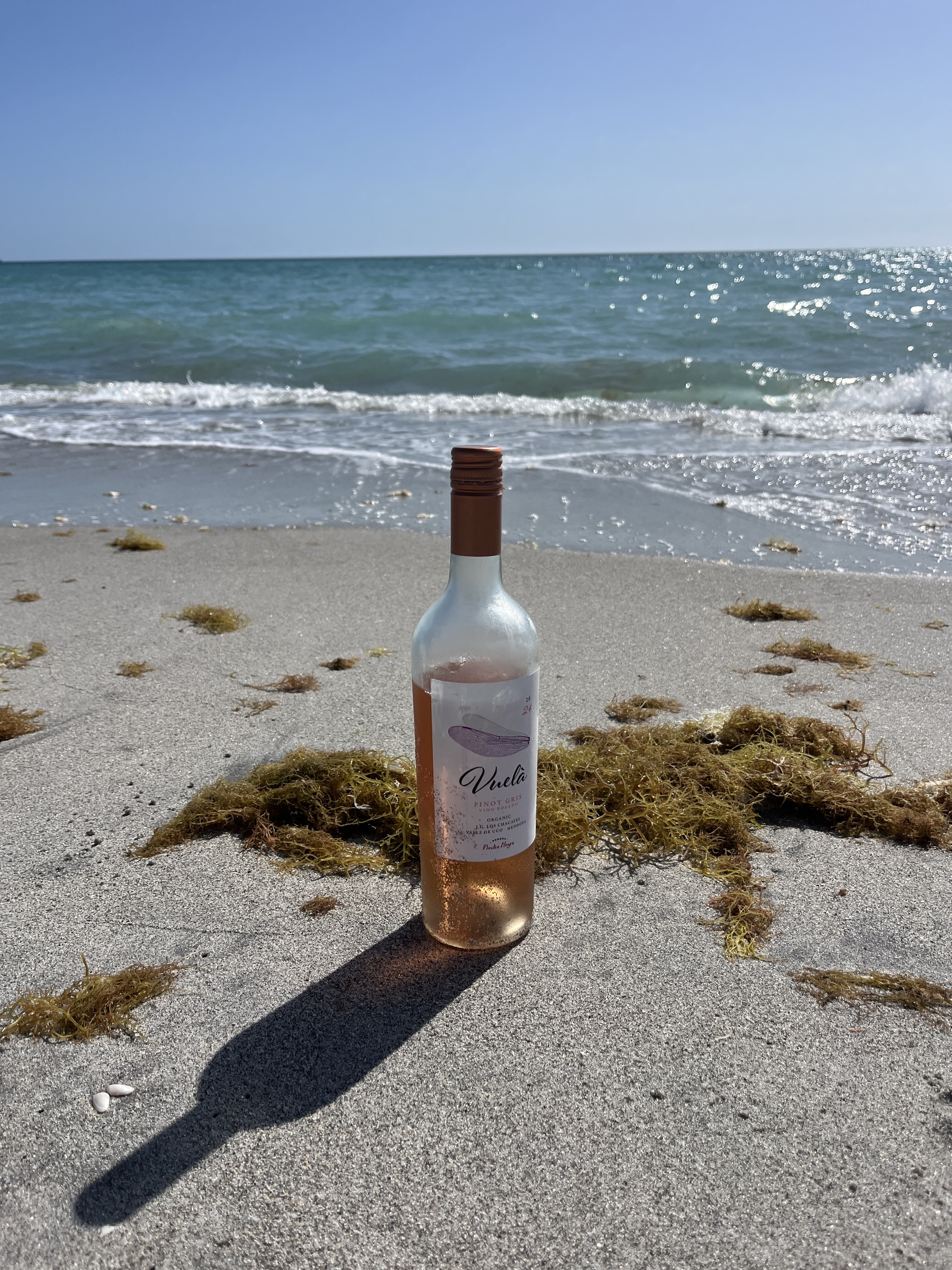 The Local’s Best Guide to Wine Bars and Wine Spots in Venice, Florida: Our Spring 2026 Picks