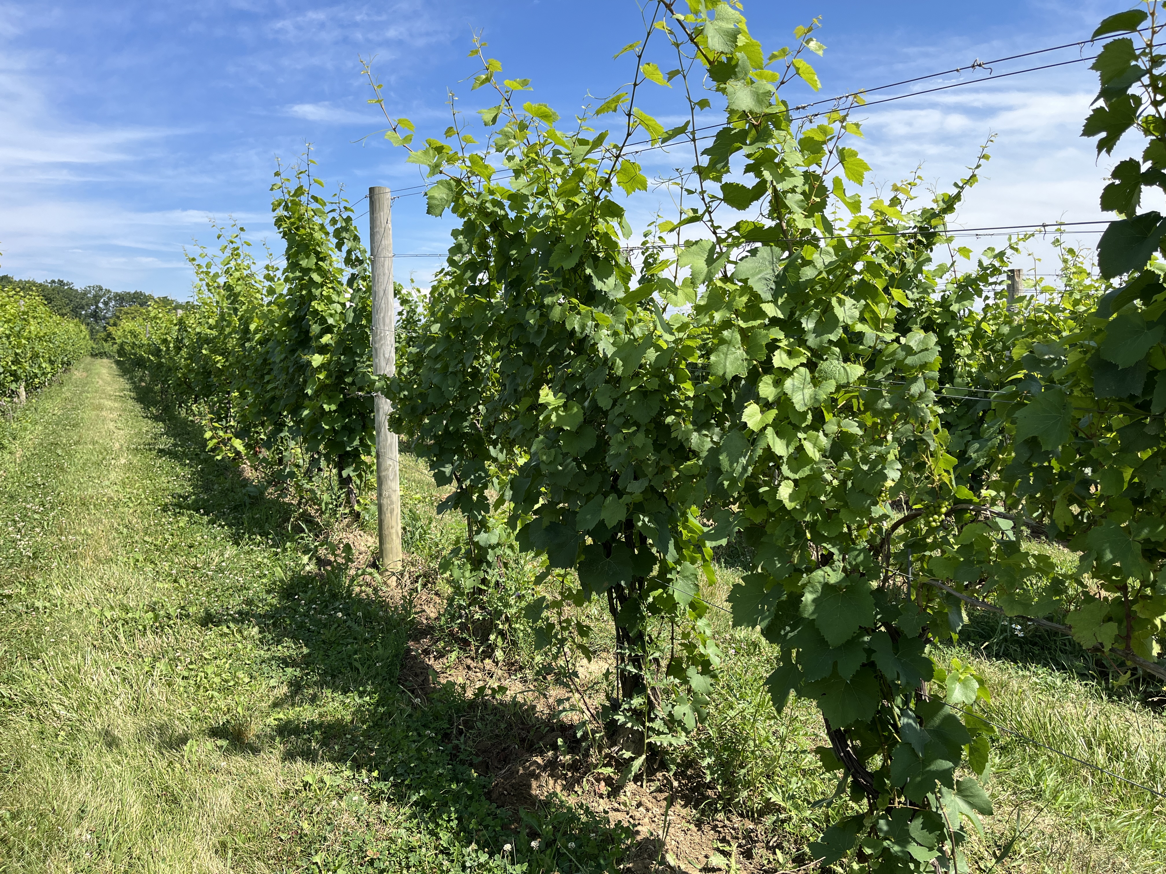 Laurentia Winery (one of the Grand River Valley Wineries) in the Grand River Valley AVA of Ohio