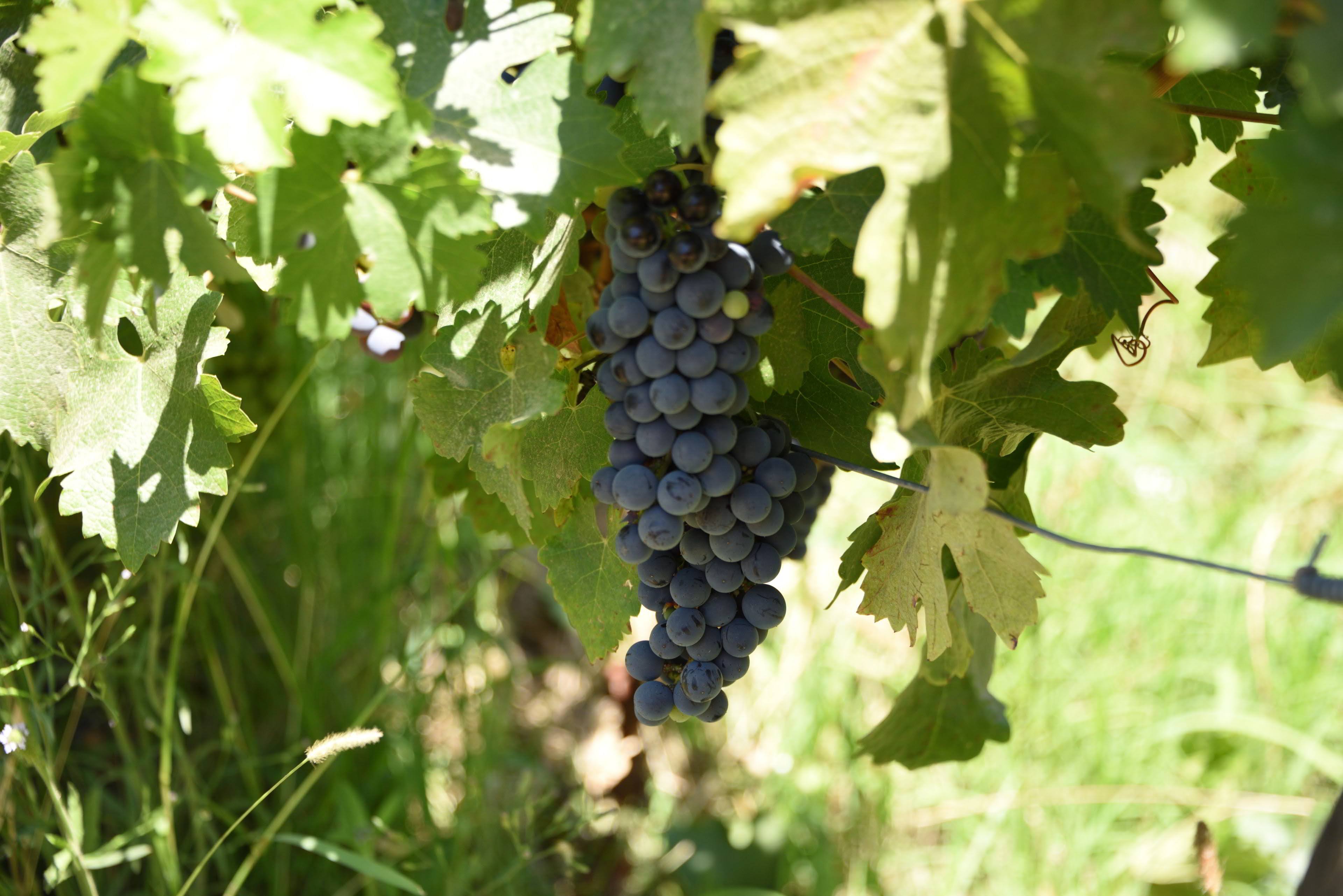 grapes ready for harvest